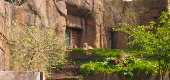 ロンドン動物園 ロンドン市内観光おでかけスポット Tanks London